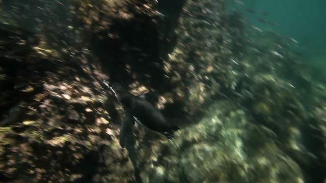 Galápagospinguin - ML467415