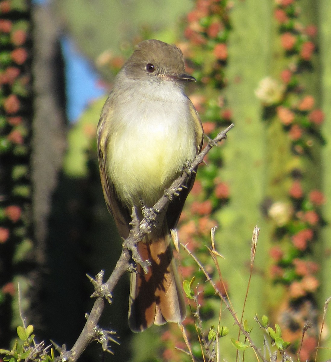 Nutting's Flycatcher - ML467415011