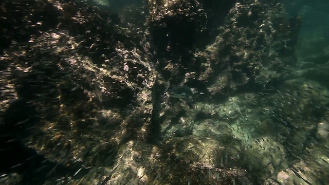 Galápagospinguin - ML467416