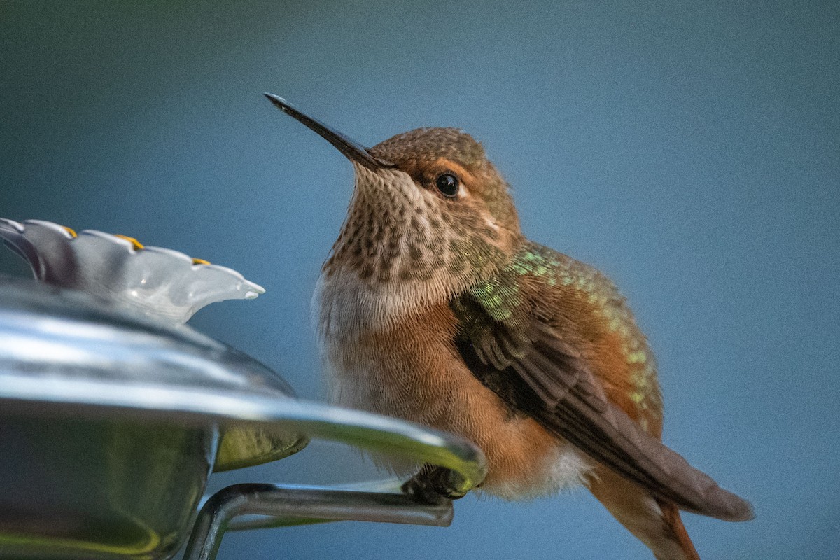 Rufous Hummingbird - Anne Spiers