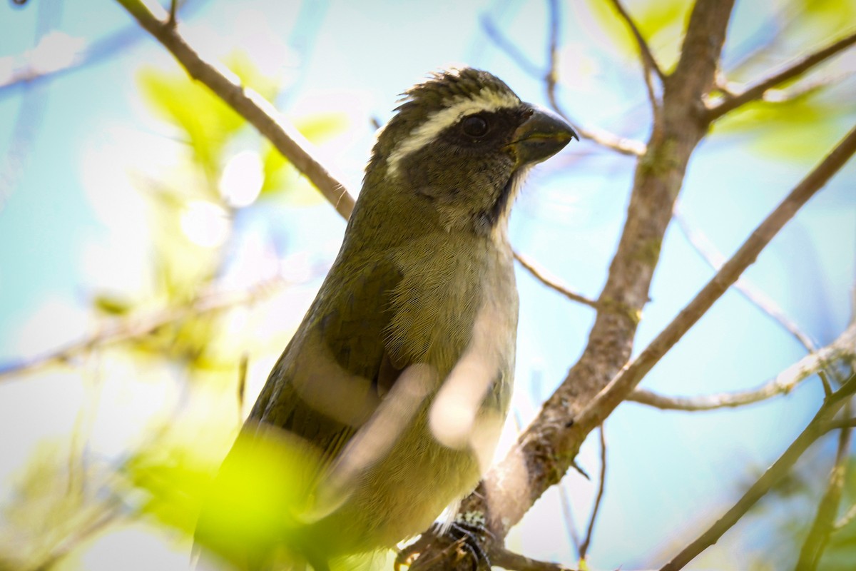 Thick-billed Saltator - Leandro Rezende