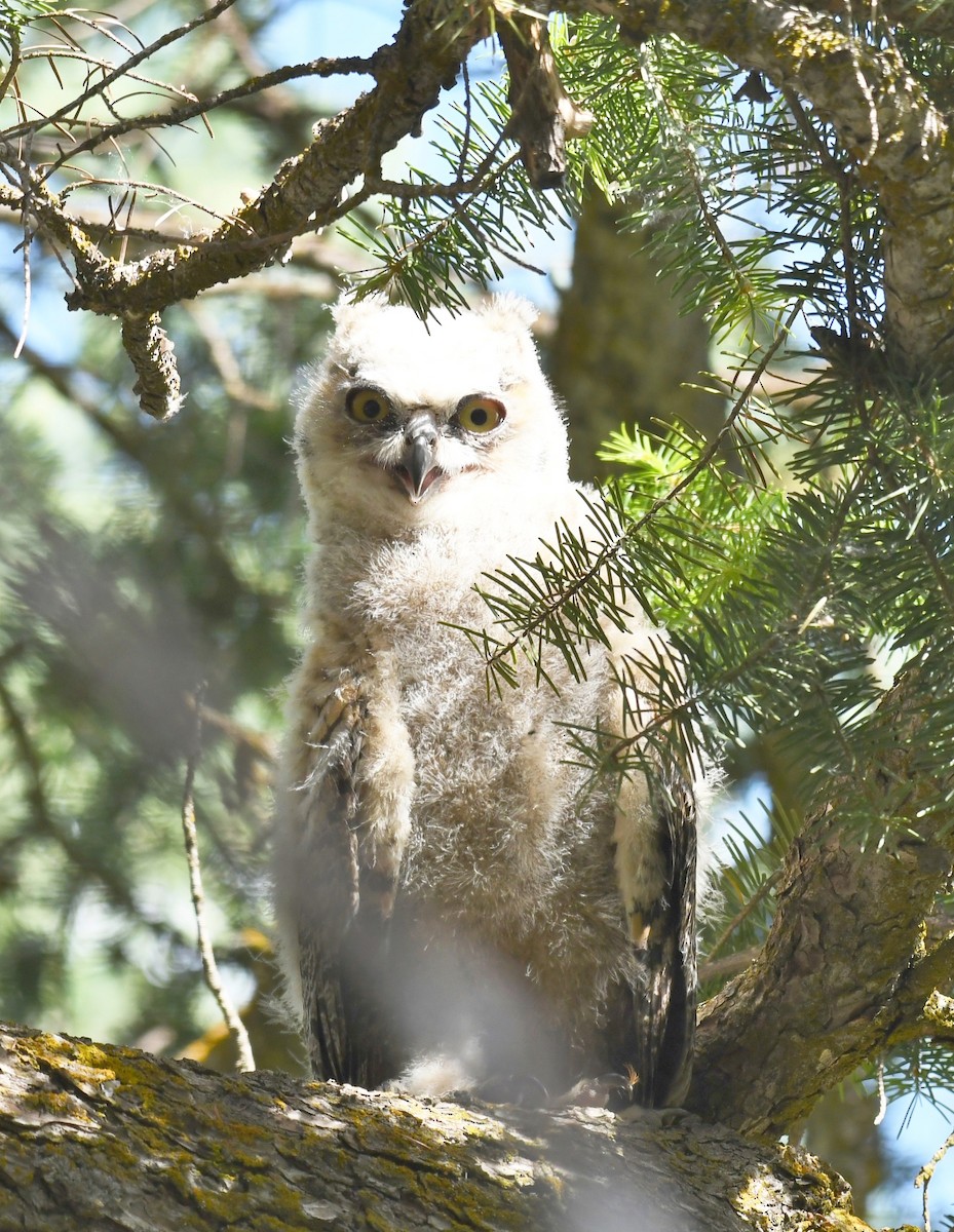 Great Horned Owl - ML467416571