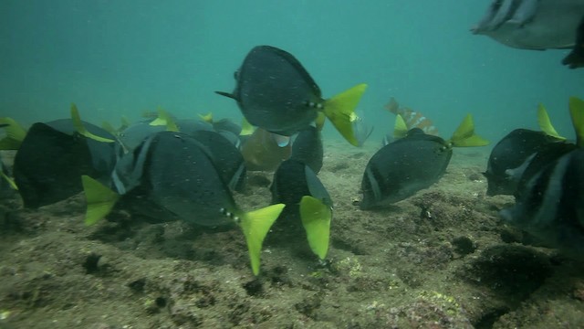 Galapagos-Doktorfisch - ML467417