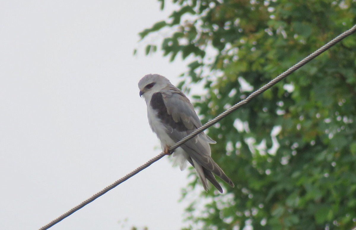 דאה שחורת-כתף - ML467417231