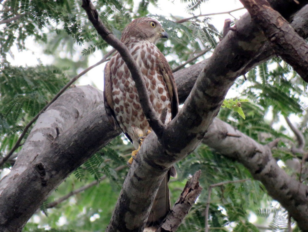 נץ הים הכספי - ML467417271