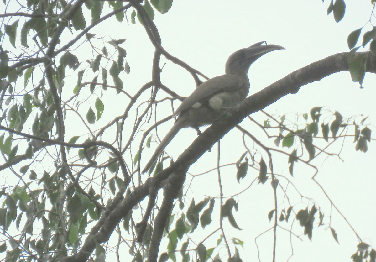 Indian Gray Hornbill - ML467417311