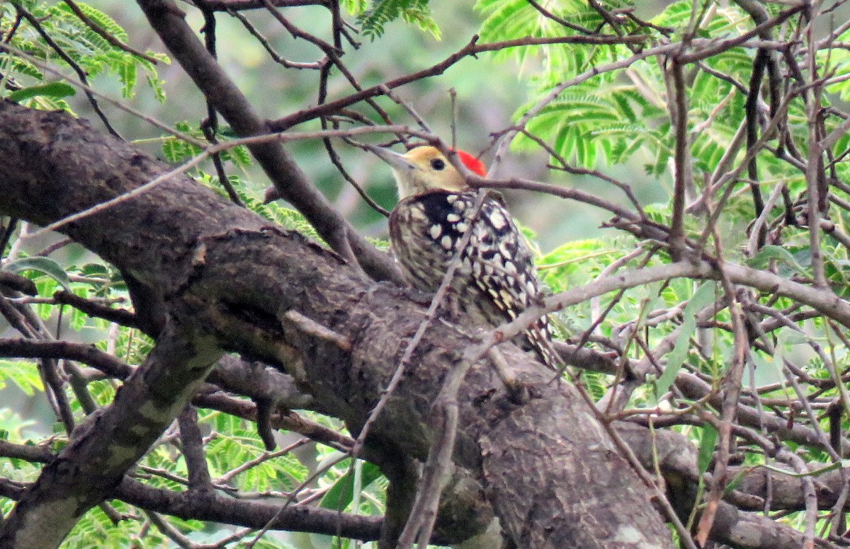Yellow-crowned Woodpecker - ML467417341