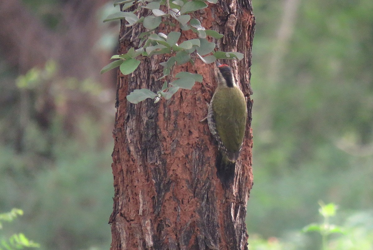 Streak-throated Woodpecker - ML467417381