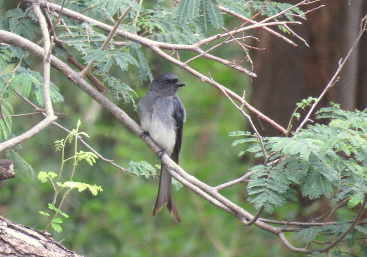 White-bellied Drongo - ML467417451