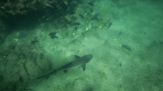 Blunt-head shark - ML467418