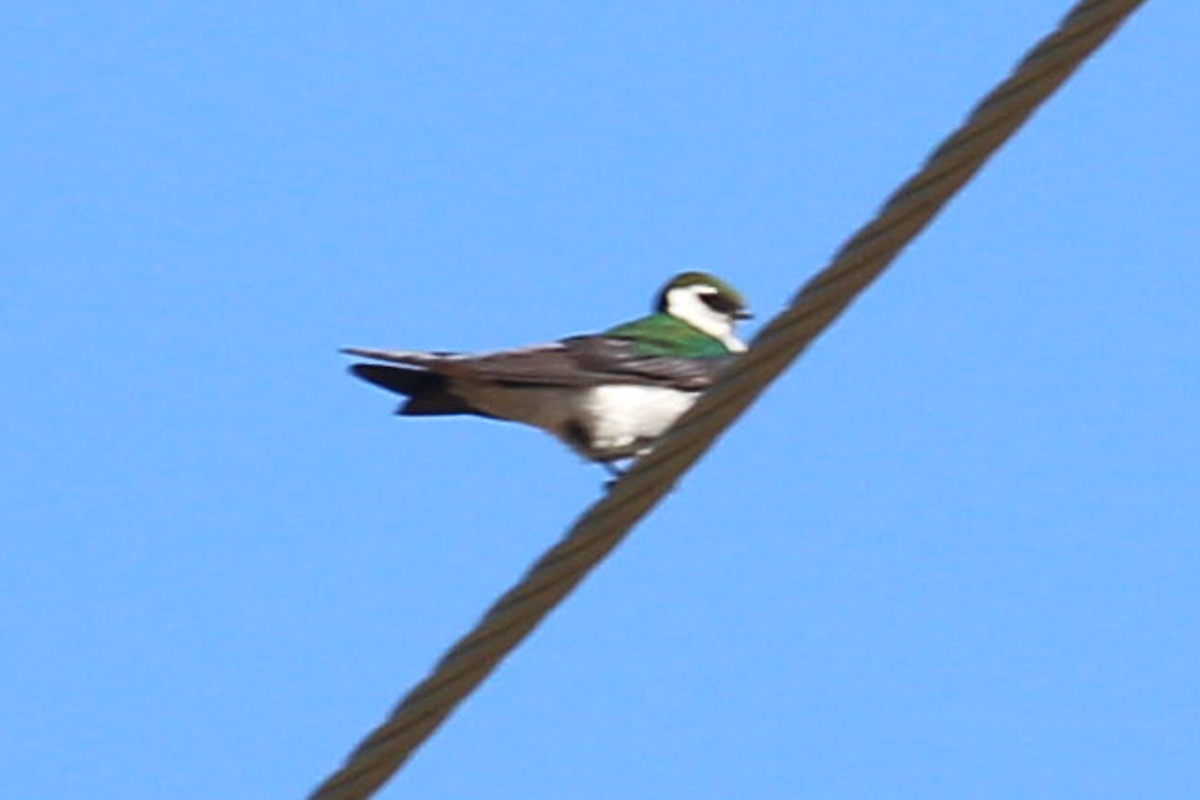 talassinsvale - ML467419031