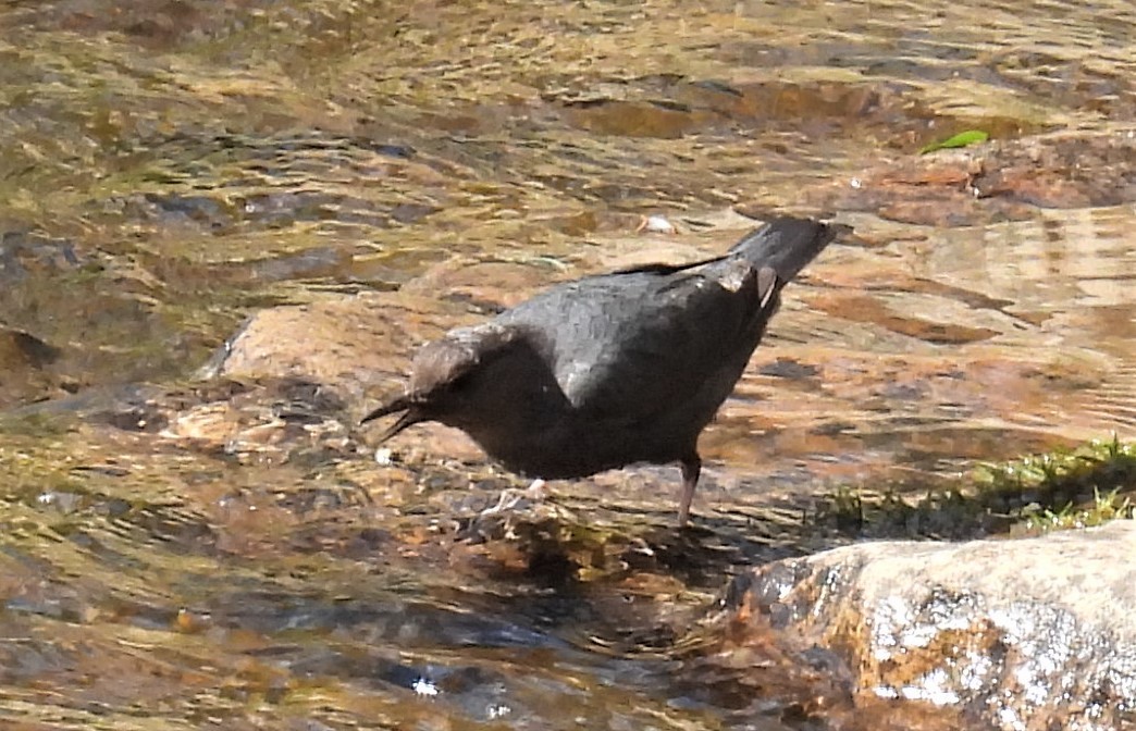 American Dipper - ML467419561