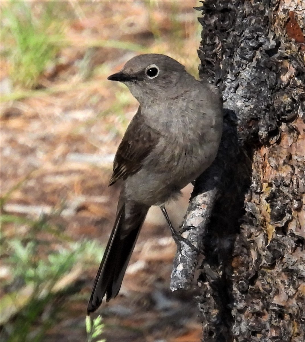 Townsend's Solitaire - ML467419691