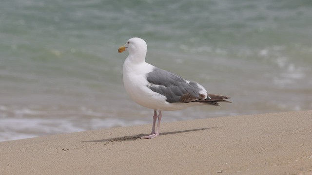 アメリカオオセグロカモメ - ML467419771