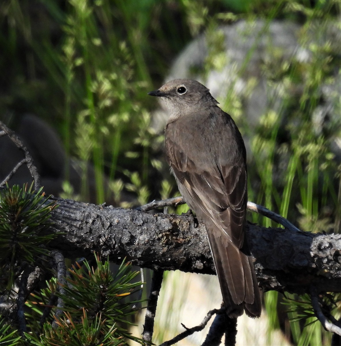 Townsend's Solitaire - ML467419781
