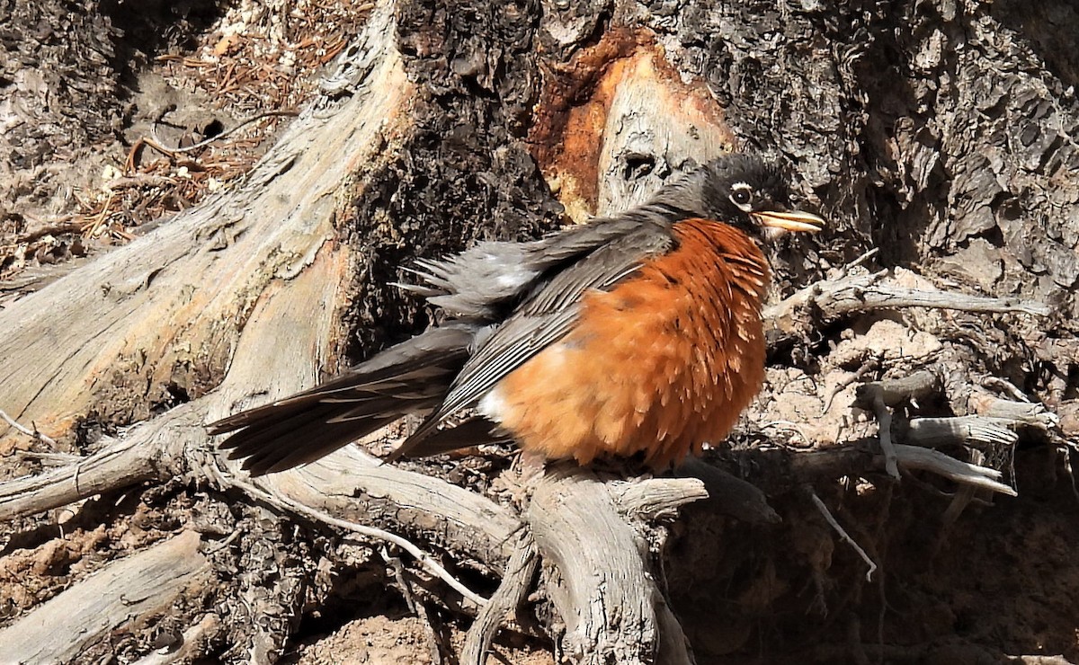 American Robin - ML467419891