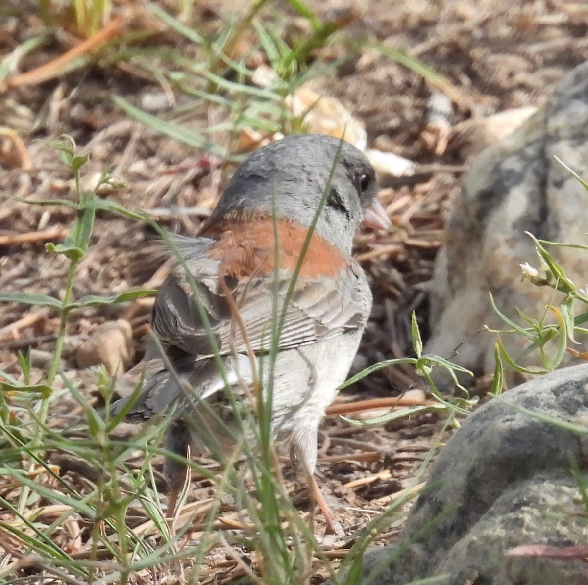 Dark-eyed Junco (Gray-headed) - ML467419901