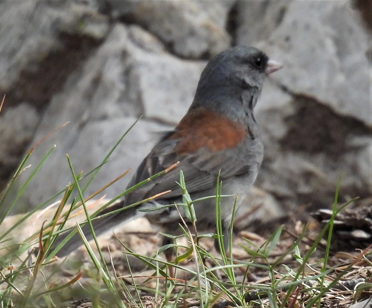 Dark-eyed Junco (Gray-headed) - ML467420021