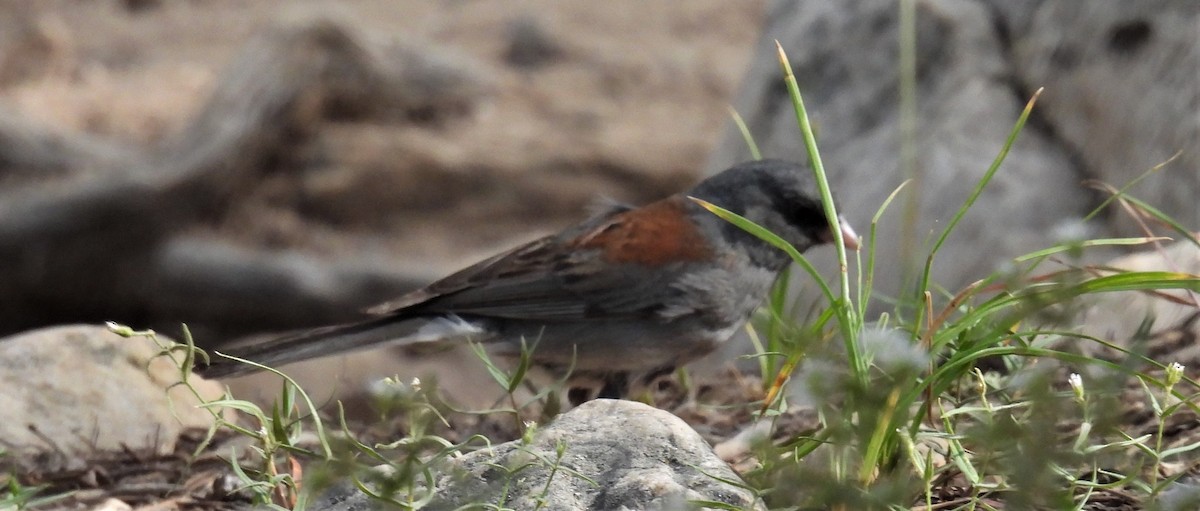 Dark-eyed Junco (Gray-headed) - ML467420061