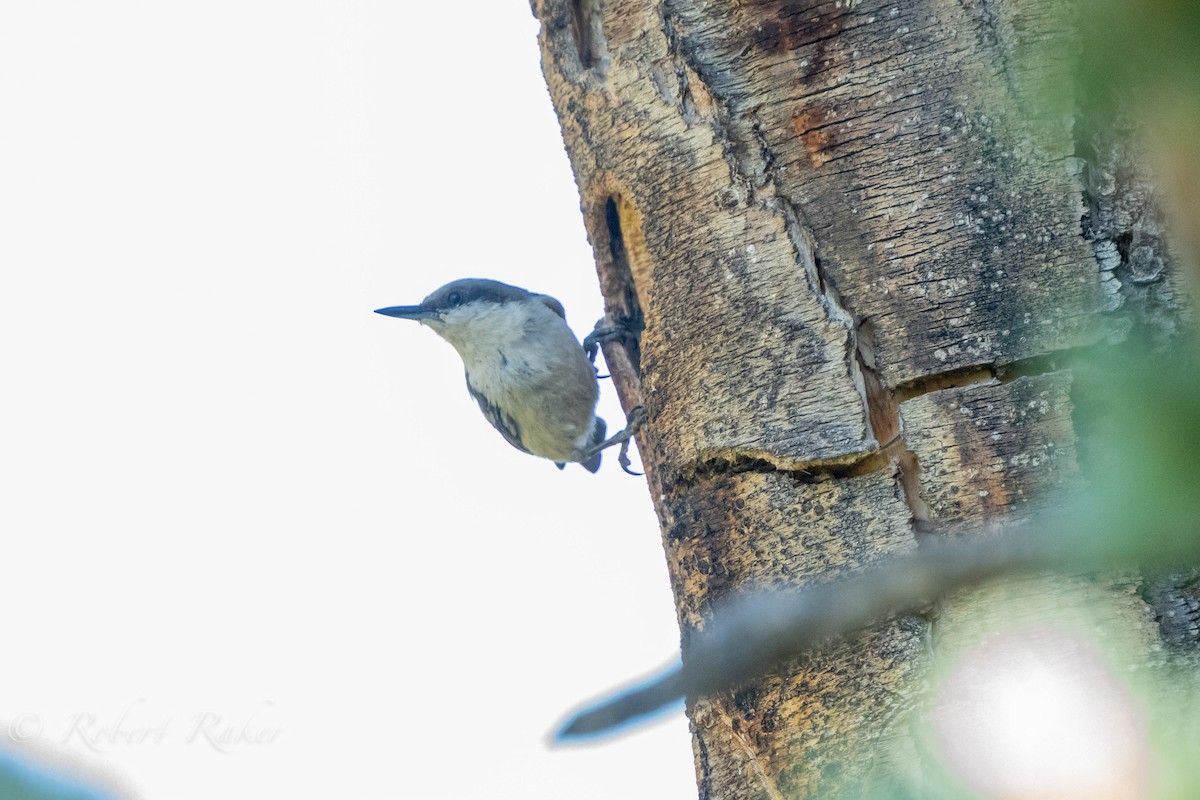 Pygmy Nuthatch - ML467420291