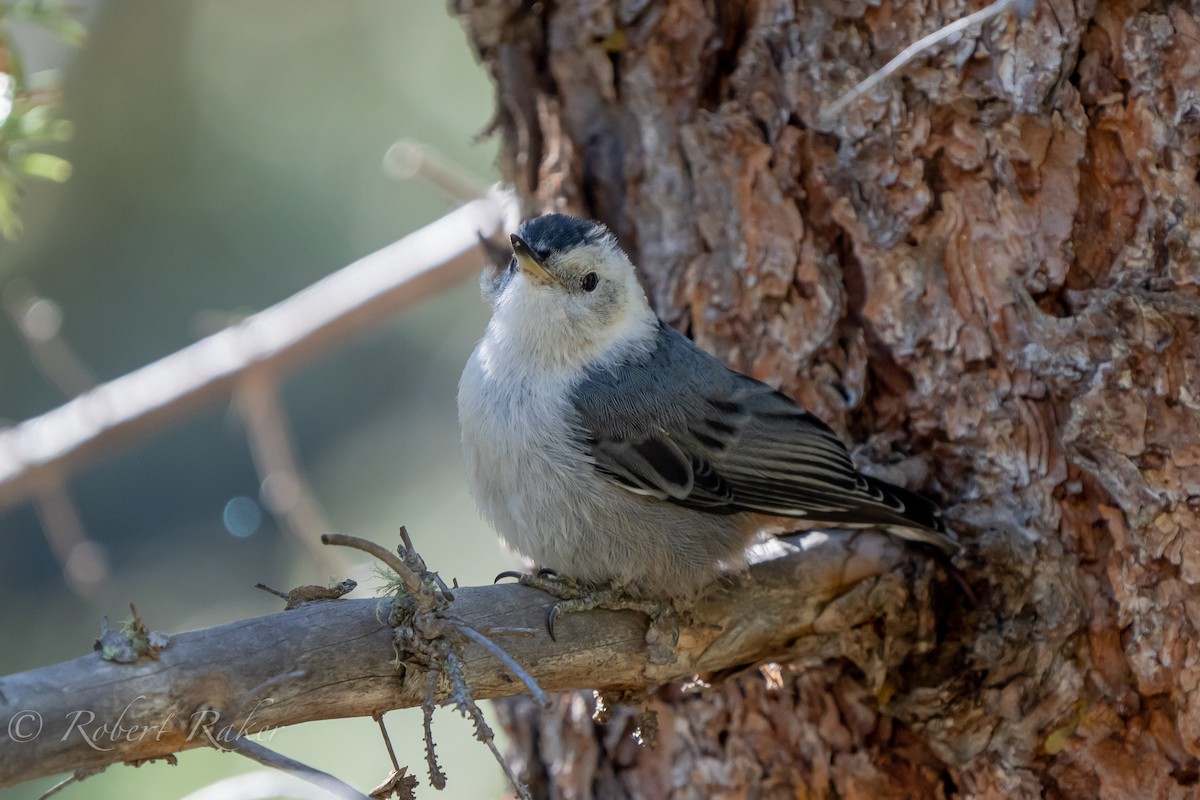 White-breasted Nuthatch - ML467420441