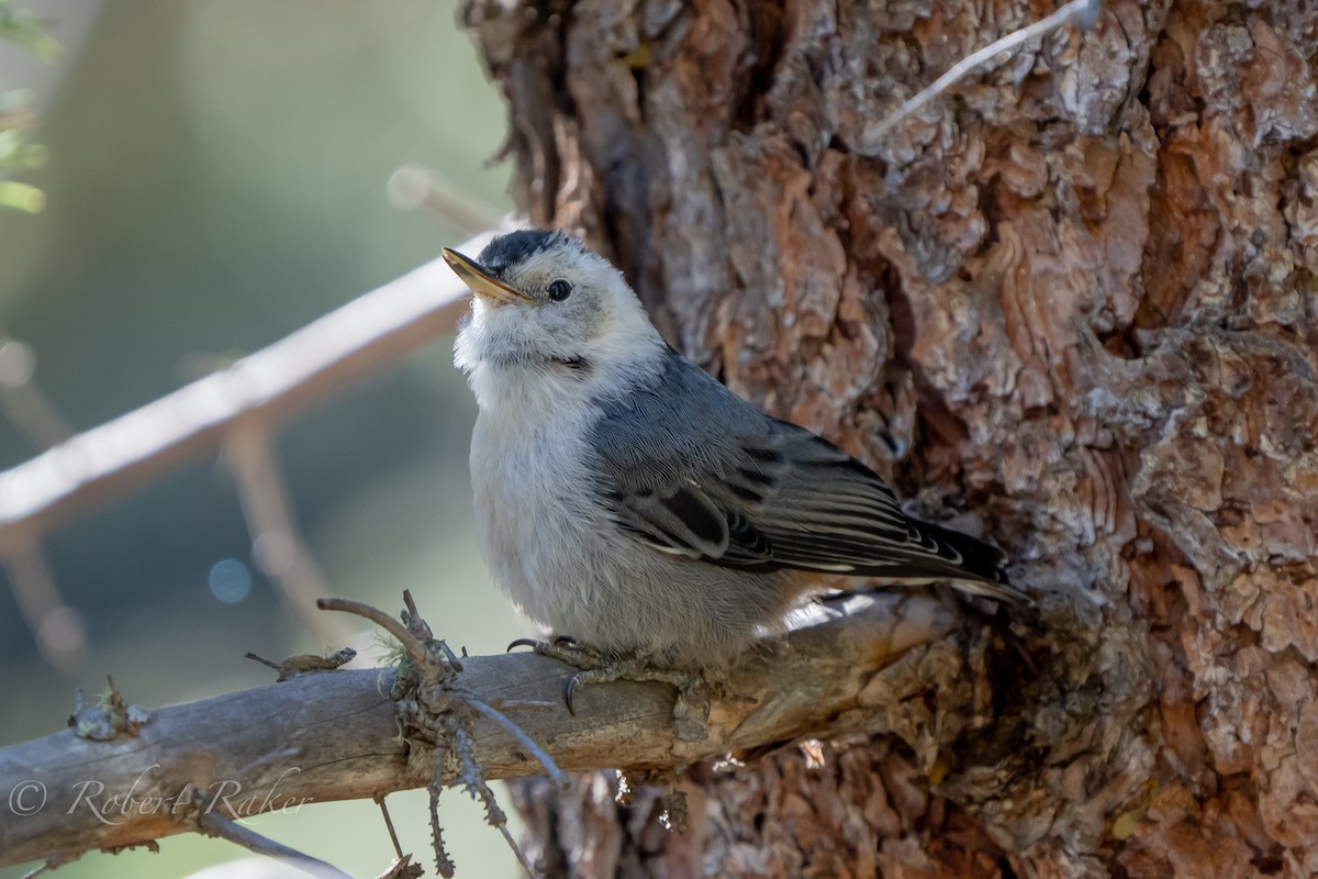 White-breasted Nuthatch - ML467420461