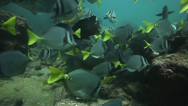 Galapagos-Doktorfisch - ML467421