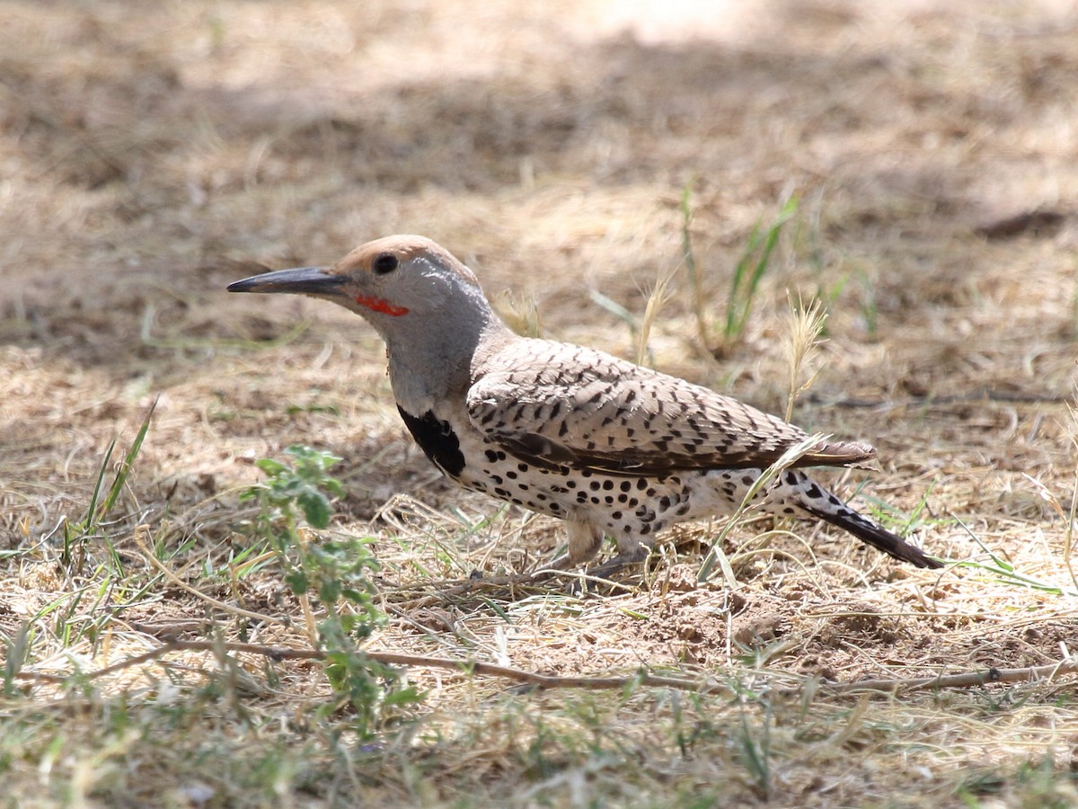 Gilded Flicker - David Bernstein