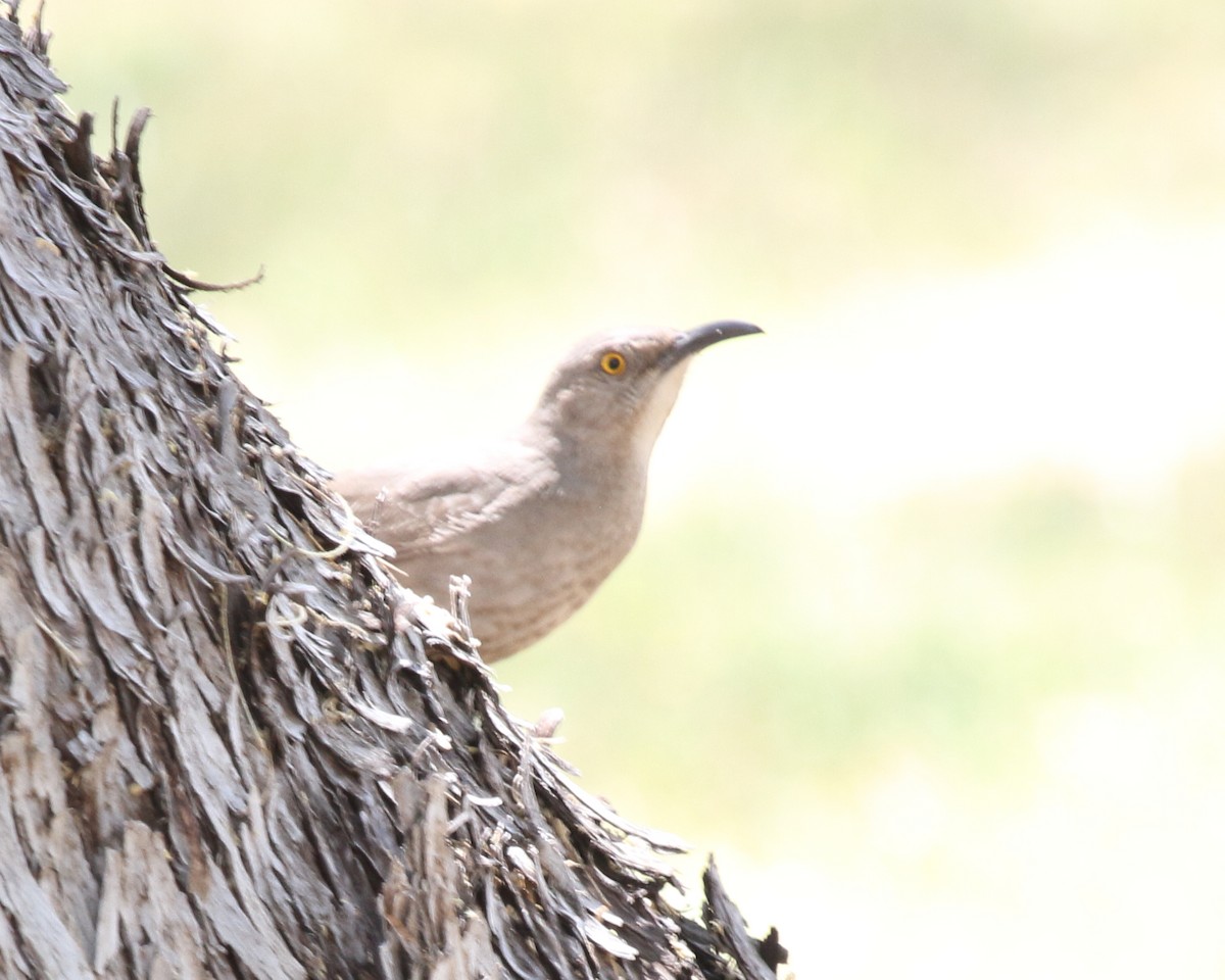 Curve-billed Thrasher - David Bernstein