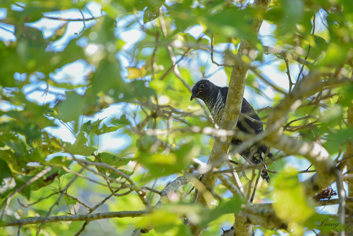 Oriental Cuckoo - ML467421501