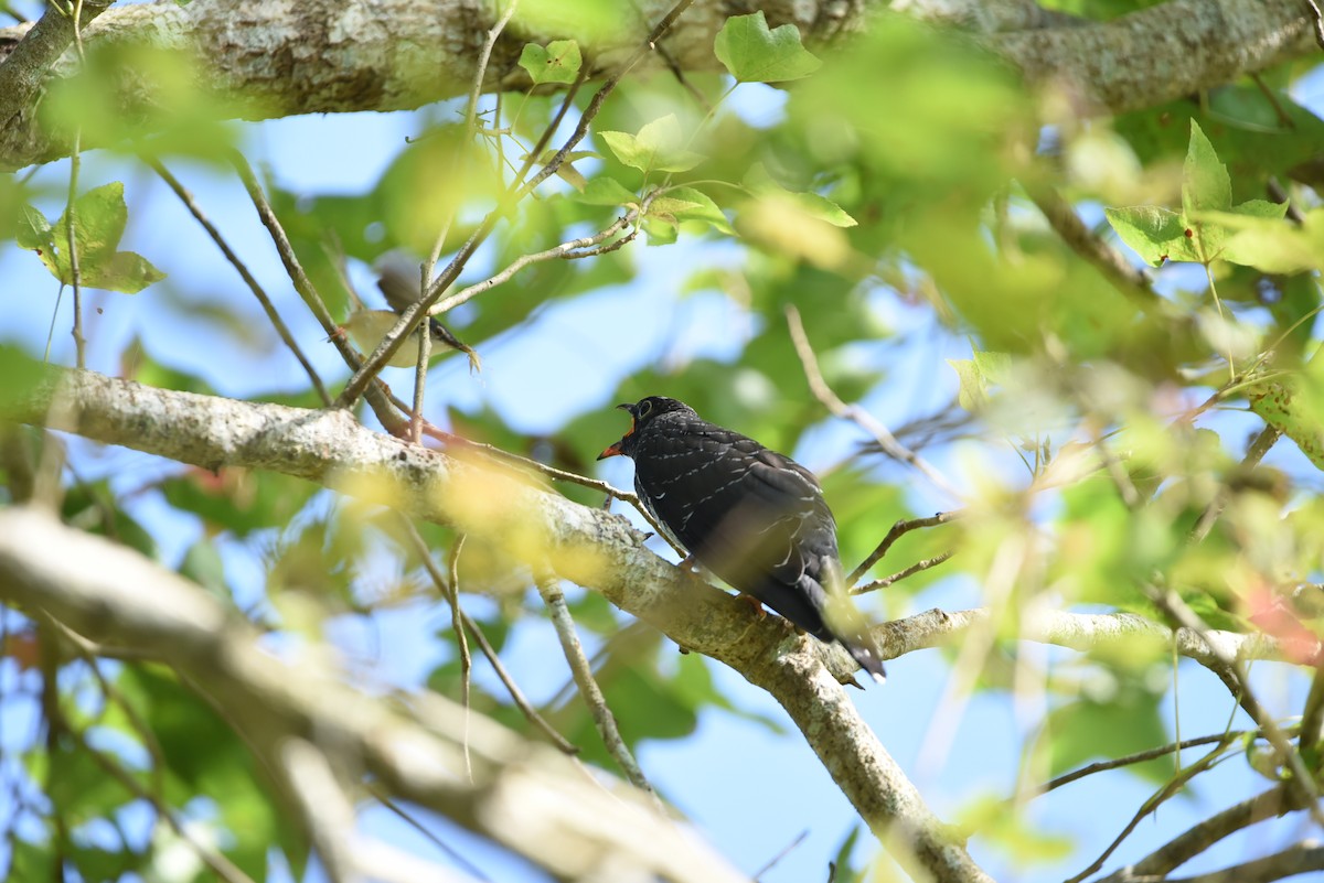 Oriental Cuckoo - ML467421511