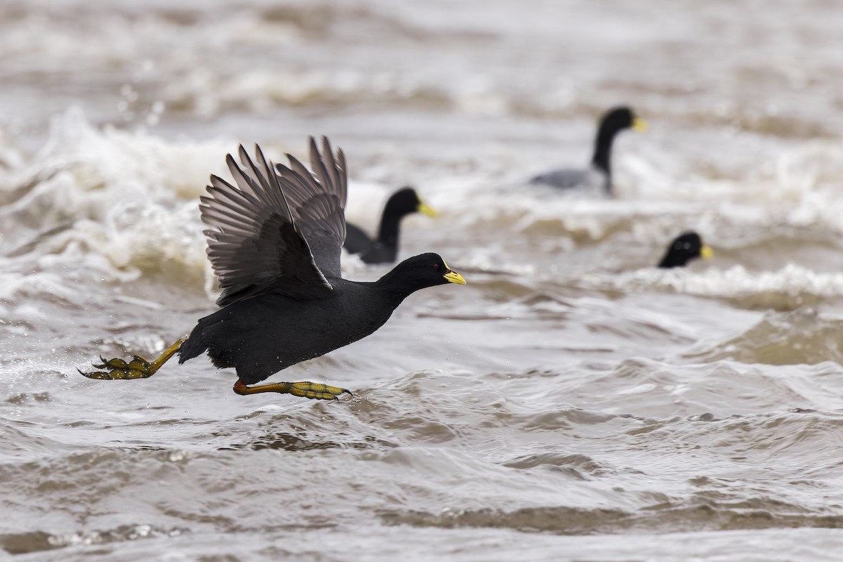 Red-gartered Coot - Federico Rubio