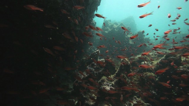 Blacktip Cardinalfish - ML467422