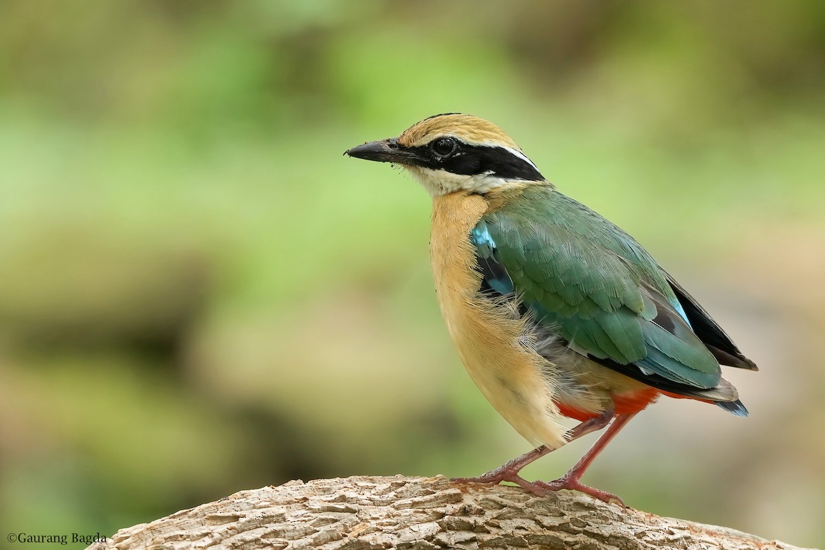 Indian Pitta - ML467422331