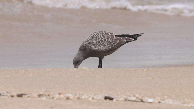 Heermann's Gull - ML467422611