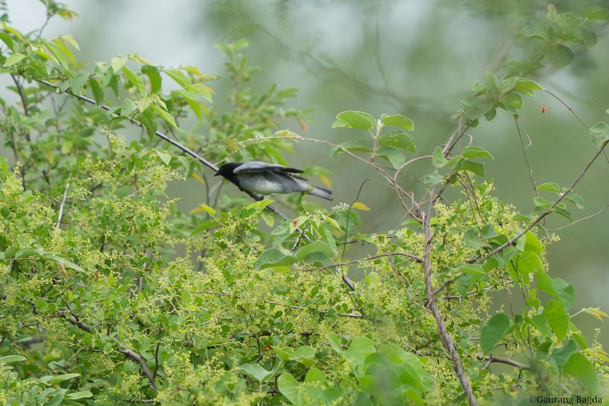 Black-headed Cuckooshrike - ML467422781