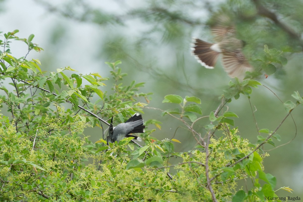 Black-headed Cuckooshrike - ML467422791