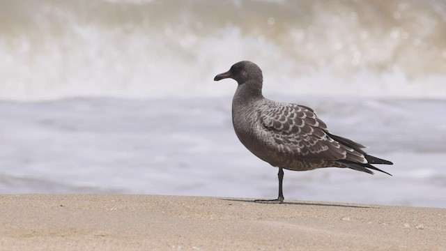 Gaviota Mexicana - ML467423001