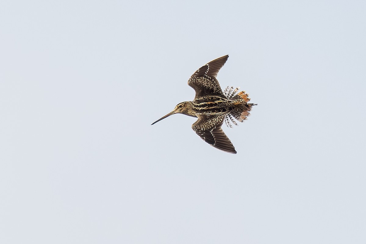 Pantanal Snipe - Federico Rubio