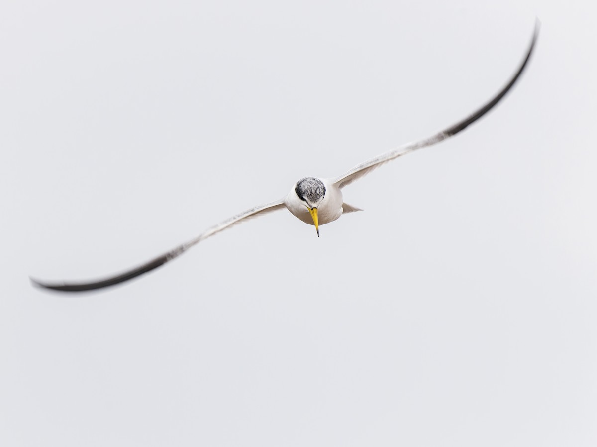 Yellow-billed Tern - ML467423161