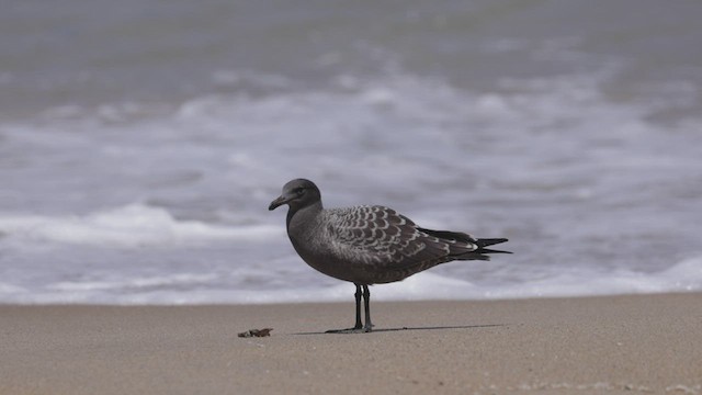 Heermann's Gull - ML467423661