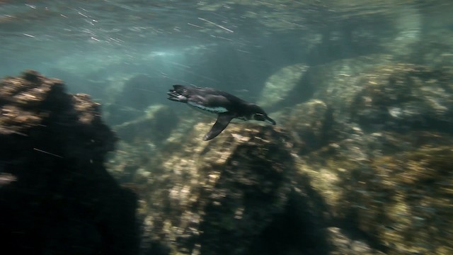 Galápagospinguin - ML467424