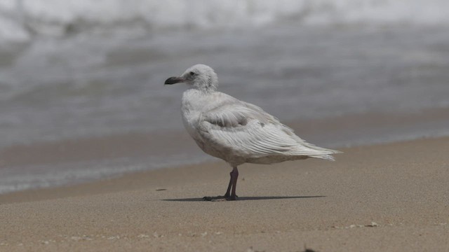 Glaucous-winged Gull - ML467424651