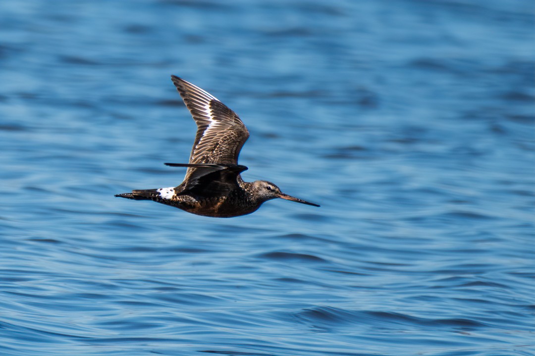 Hudsonian Godwit - Masoud Javadi