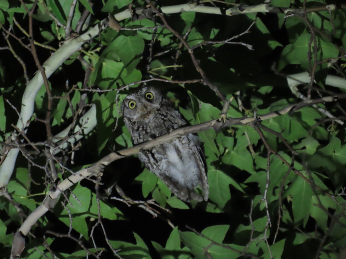 Whiskered Screech-Owl - ML467425801