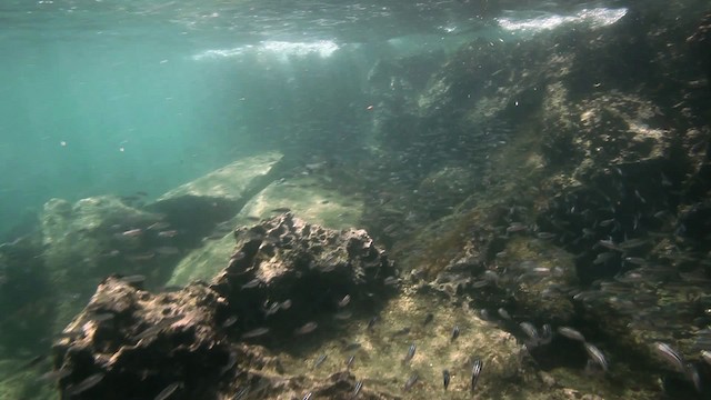 Galápagospinguin - ML467426