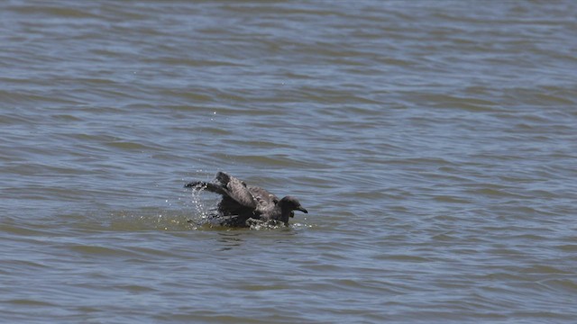 Heermann's Gull - ML467426581