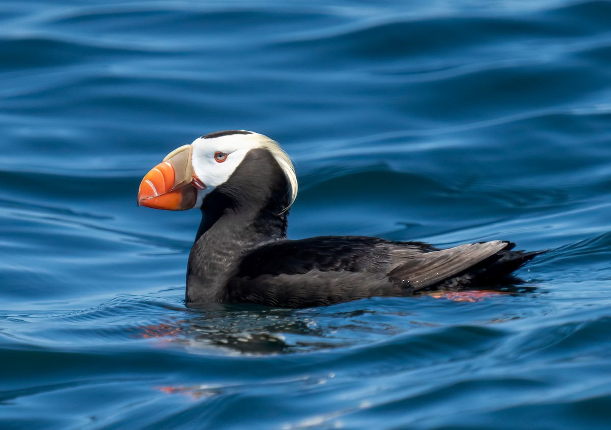 Tufted Puffin - Kenneth Trease