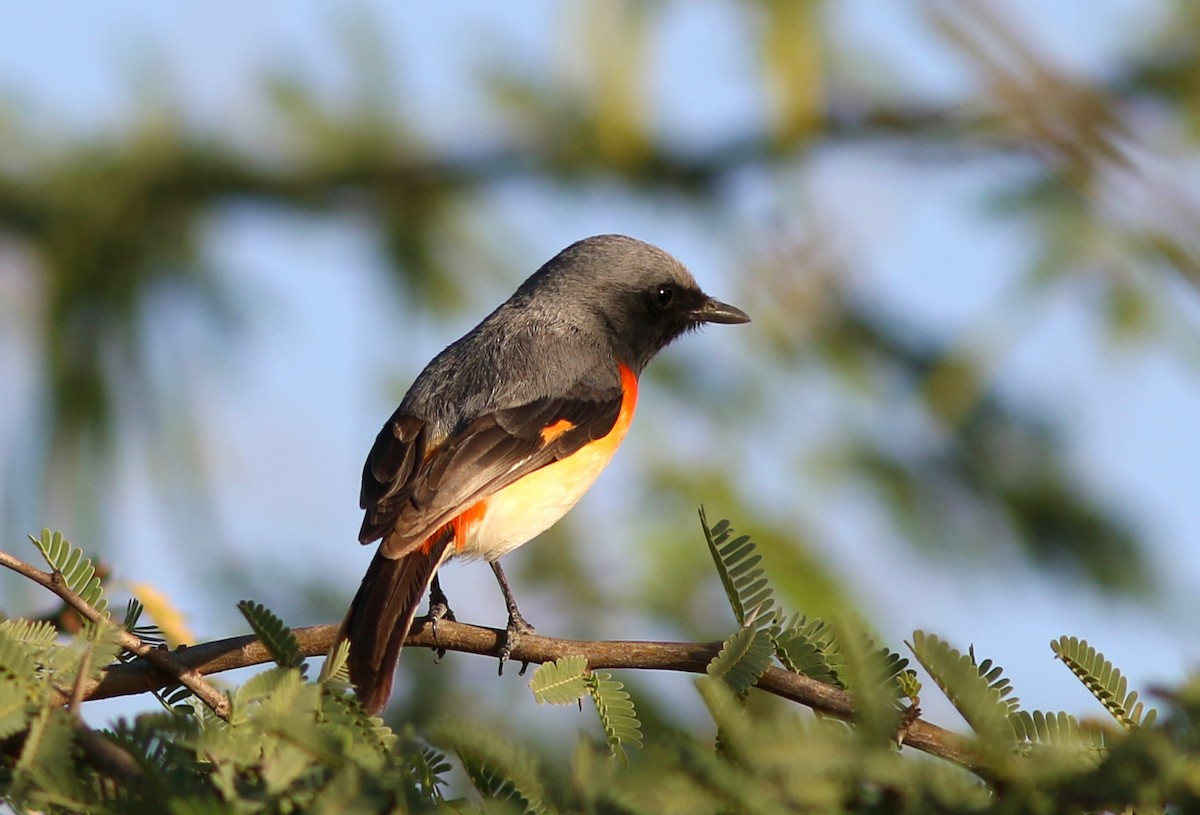 Small Minivet - ML467427751