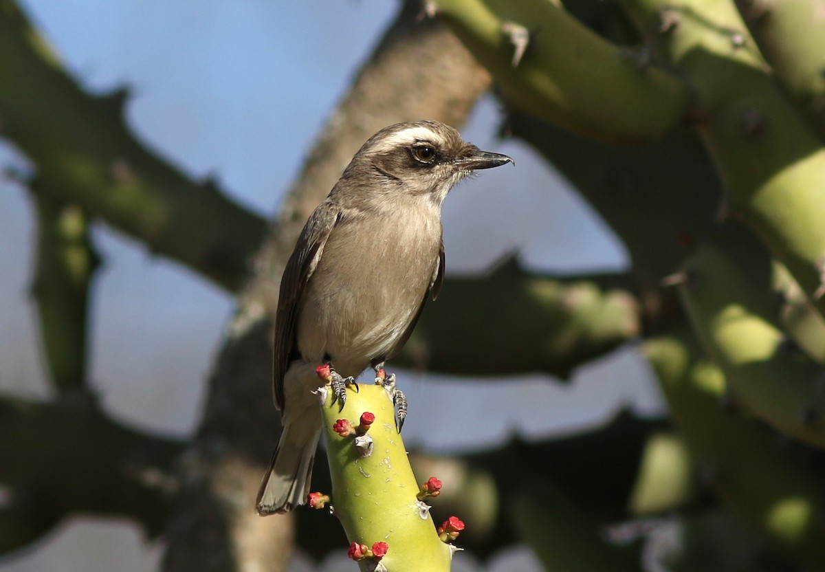 Common Woodshrike - ML467427781